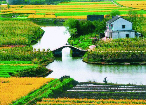 瑞安桐浦油菜花.jpg 瑞安桐浦油菜花.jpg