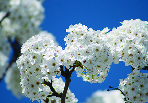 梨花.jpg 梨花.jpg